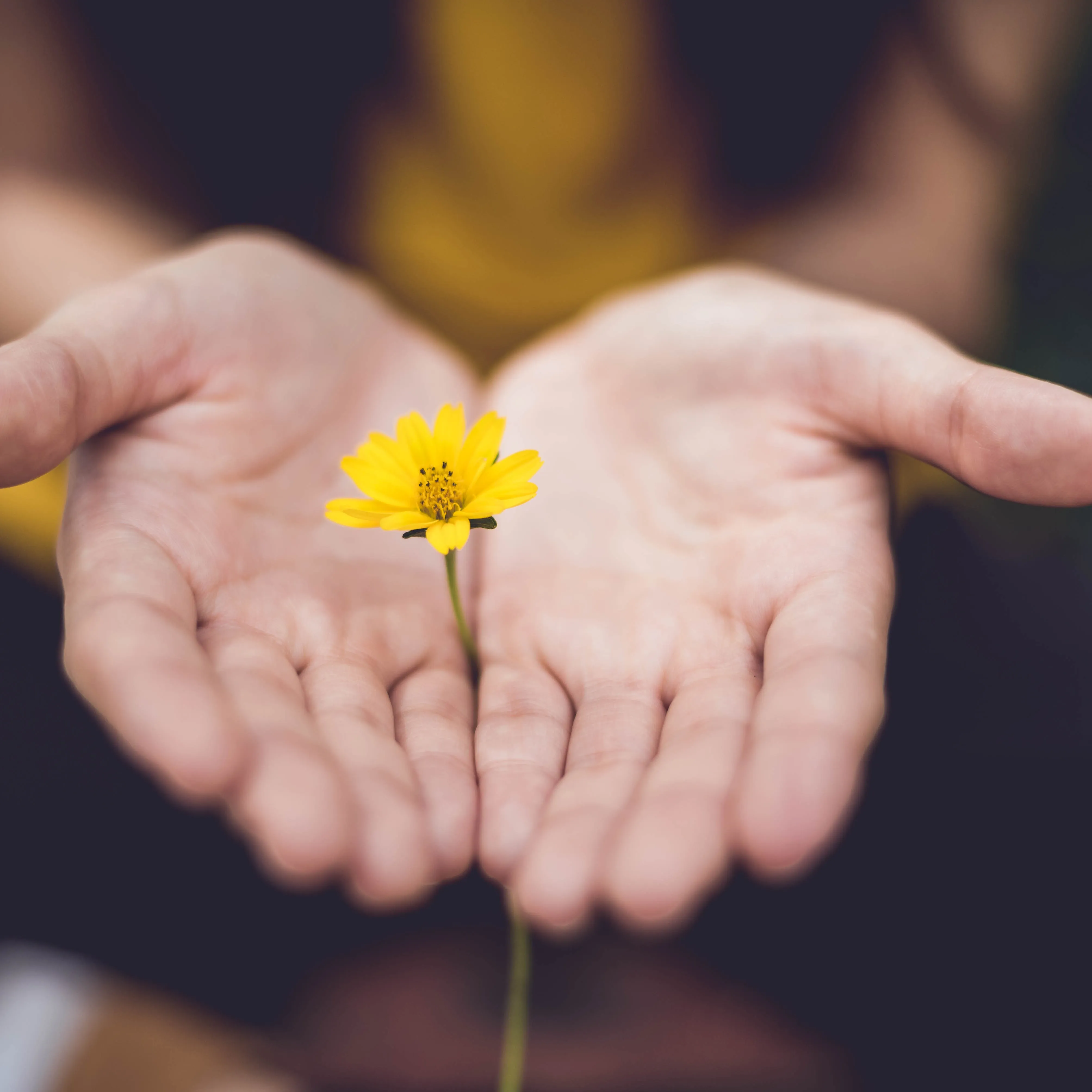 two hands held together, palms up, holding a dandelion